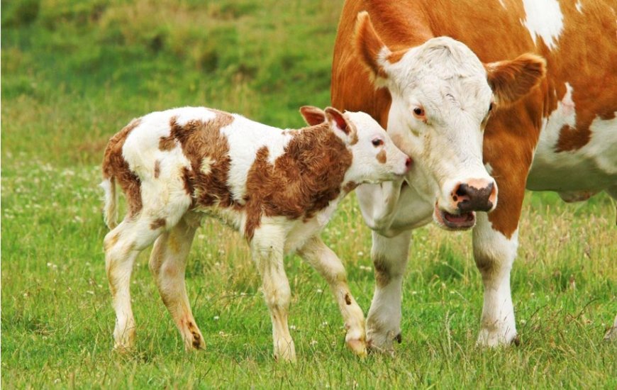 Ein Kalb im Traum sehen: Reichtum, Nachwuchs und Prüfungen in islamischen Quellen