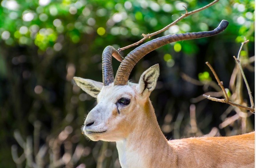 Was bedeutet es, von einer Gazelle zu träumen? Liebe, Gewinn, Worte und Prüfungen