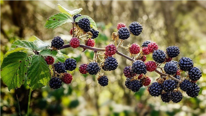 Brombeeren: Kleine Frucht, große Wirkung für Immunsystem, Herz und Verdauung