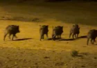 Traumsymbol Schwein: Bedeutung und islamische Deutung