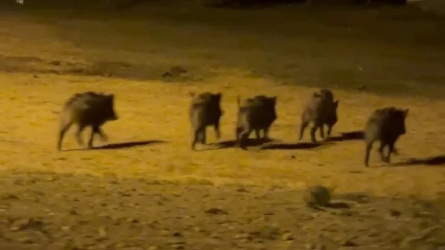Traumsymbol Schwein: Bedeutung und islamische Deutung