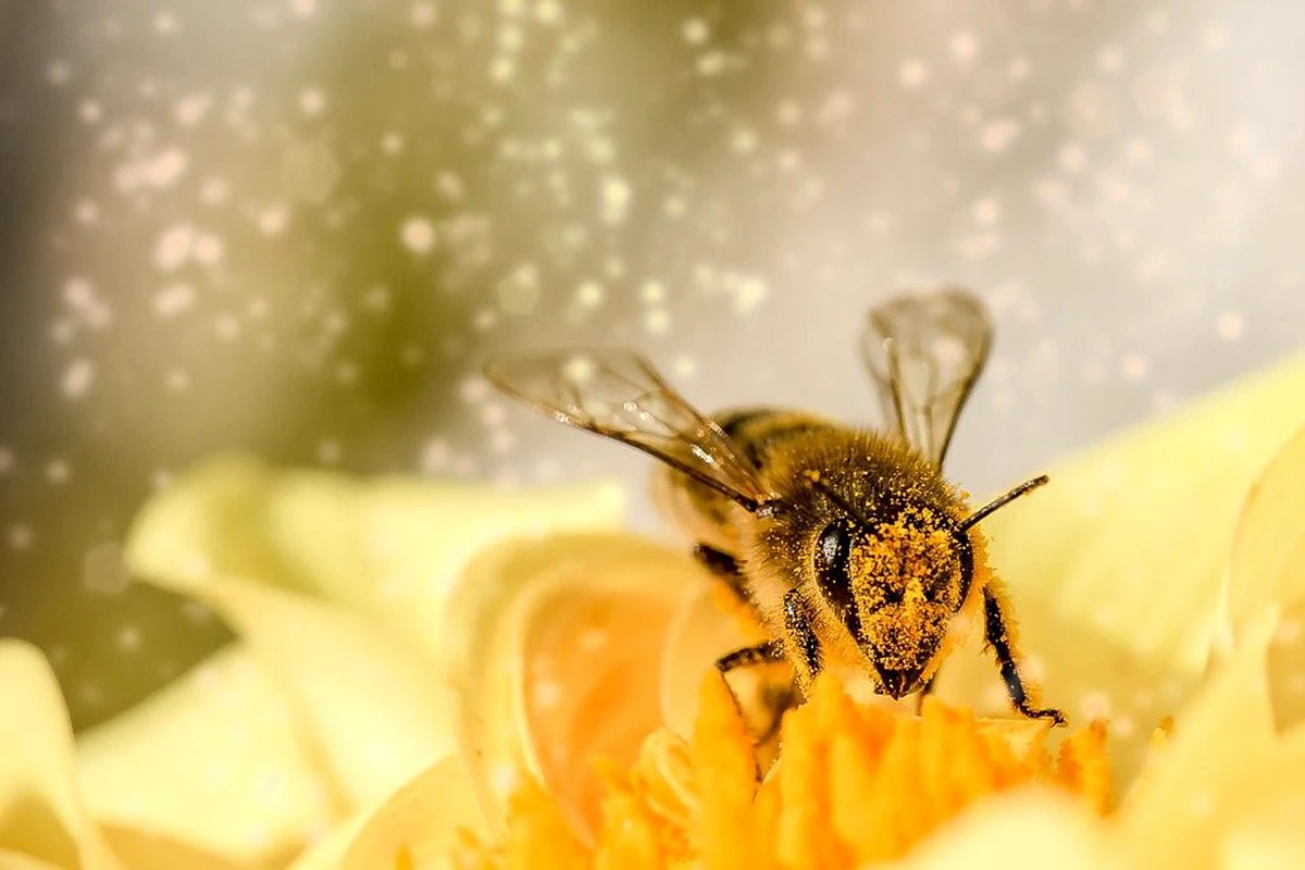 Traum von Bienen am Computer: Honig, Familie und dauerhafter Verdienst