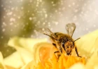 Traum von Bienen am Computer: Honig, Familie und dauerhafter Verdienst