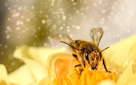 Traum von Bienen am Computer: Honig, Familie und dauerhafter Verdienst