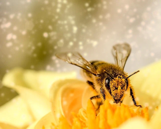 Traum von Bienen am Computer: Honig, Familie und dauerhafter Verdienst